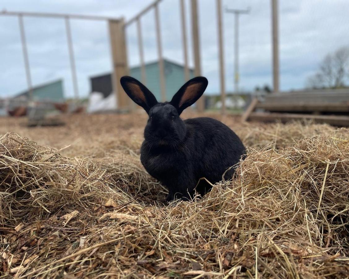 卡迪根特雷纽伊德农场假日小屋别墅 外观 照片